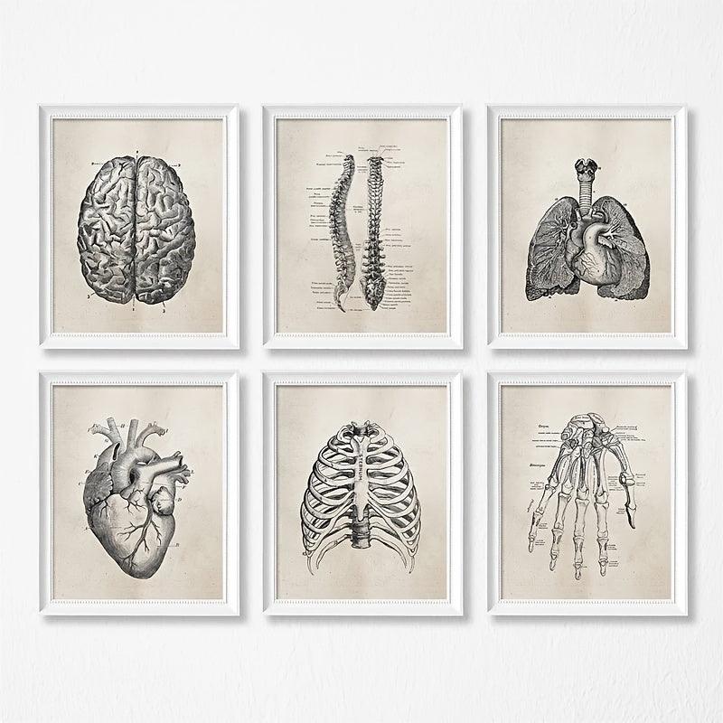 Our set of 6 vintage human anatomy science posters is the perfect addition to any home office or doctor's clinic. Bring some science and education into your home or office with these unique and stylish anatomical wall art pieces. 